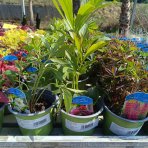 Čemerica východná (Helleborus orientalis) ´ELLE RED´ - kont. C1L